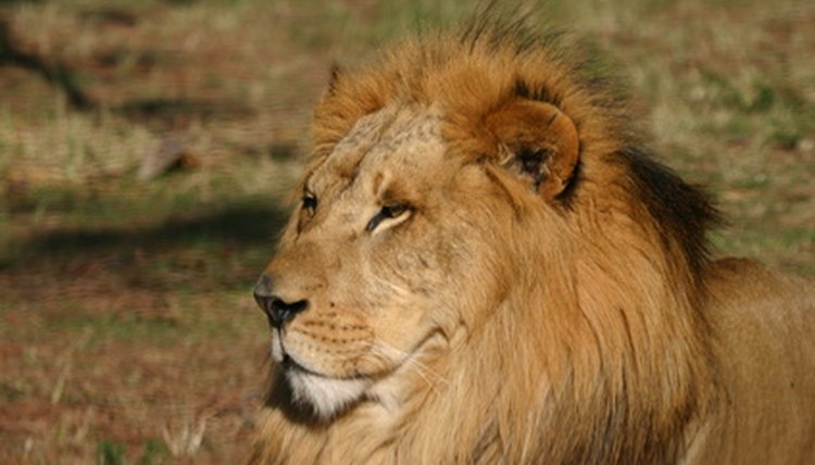 African lion image by Diane Stamatelatos from Fotolia.com