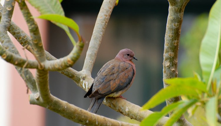 Bird on the tree image by Maciej Staniszewski from Fotolia.com