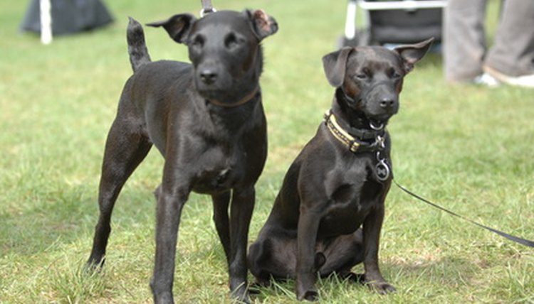 Two Dogs image by ziggyhendry from Fotolia.com