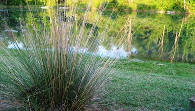 pond image by adelacuesta from Fotolia.com