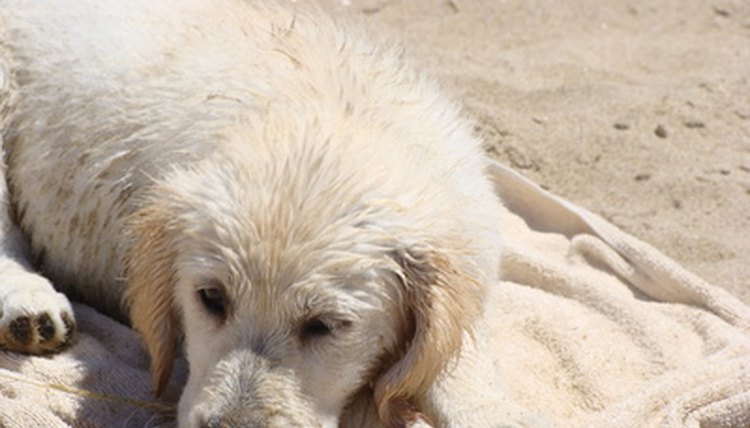 Golden retriever image by Mega from Fotolia.com