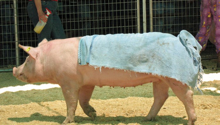 pig image by pearlguy from Fotolia.com