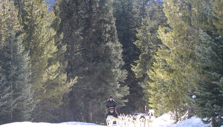 sled dog,huskie,dog,sledding,dogsledding,tiger roa image by Earl Robbins from Fotolia.com