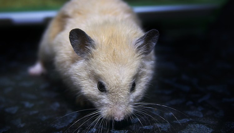 hamster image by Vasiliy Koval from Fotolia.com