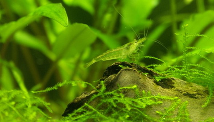 shrimp image by Lukasz Ozimek from Fotolia.com