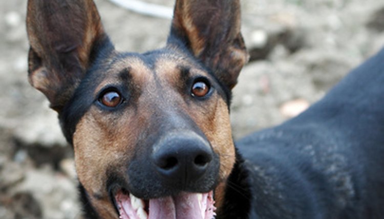 german shepherd image by Aleksander from Fotolia.com