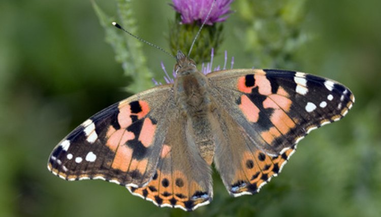 painted lady butterfly image by john barber from Fotolia.com