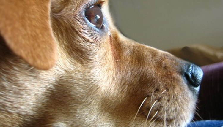 dog face image by Albert Lozano from Fotolia.com