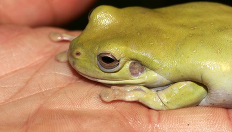 frog on a hand - black-eyed tree frog sitting on a hand image by Christophe Fouquin from Fotolia.com