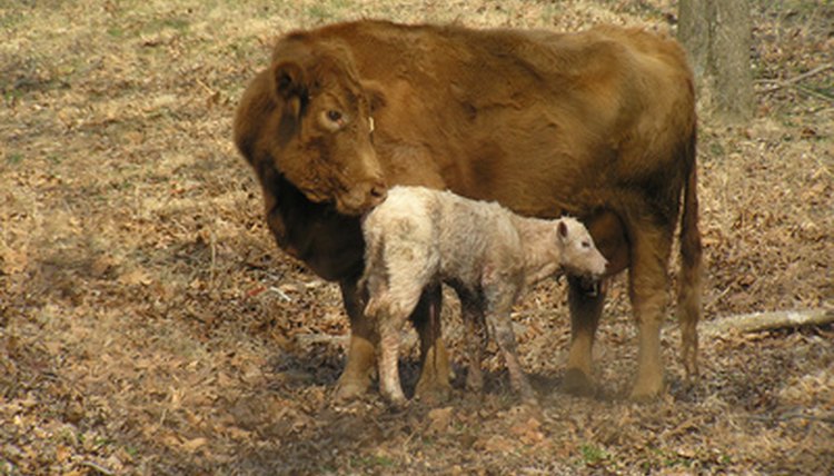 mama cow & baby calf image by Gail Ranney from Fotolia.com