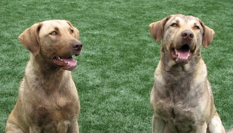 pair of brown dogs image by Janet Wall from Fotolia.com