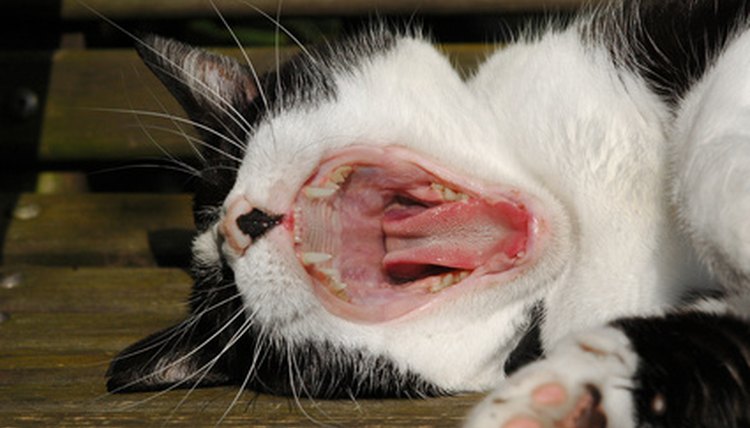 teeth and tongue detail of a domestic cat image by Steve Mann from Fotolia.com