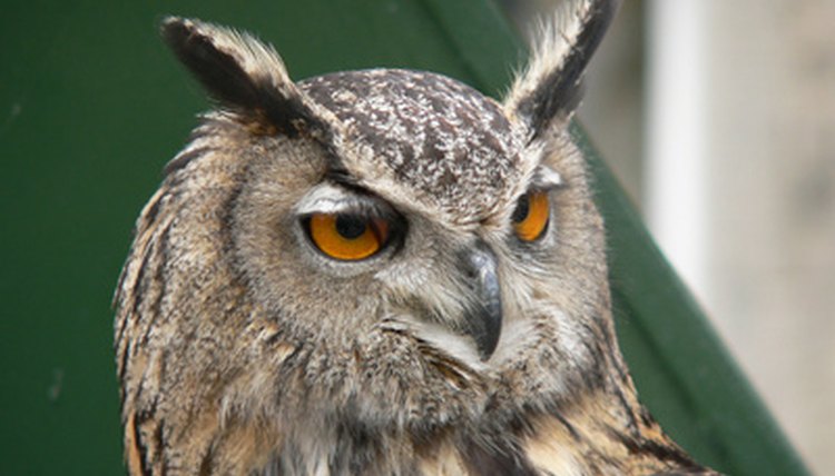 Owl image by Moyra Miller from Fotolia.com