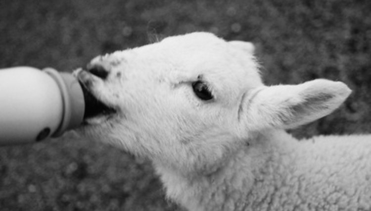 lamb feeding image by Tomasz Nowicki from Fotolia.com