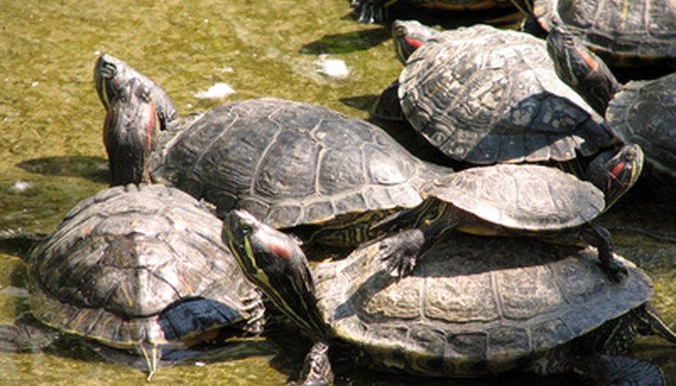 turtles image by Vladislav Gajic from Fotolia.com