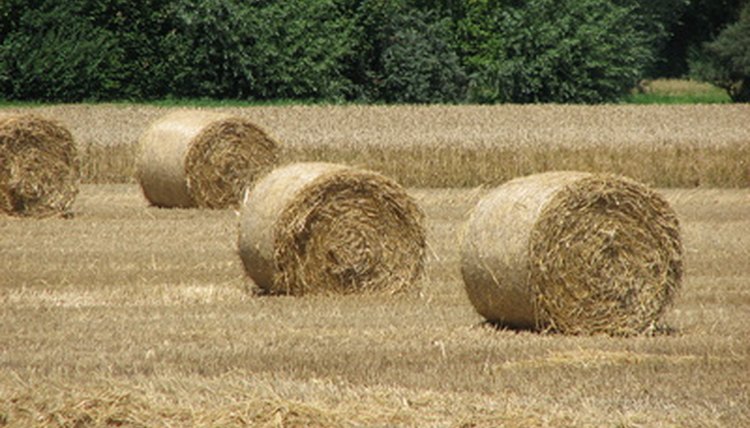 hay image by dinostock from Fotolia.com