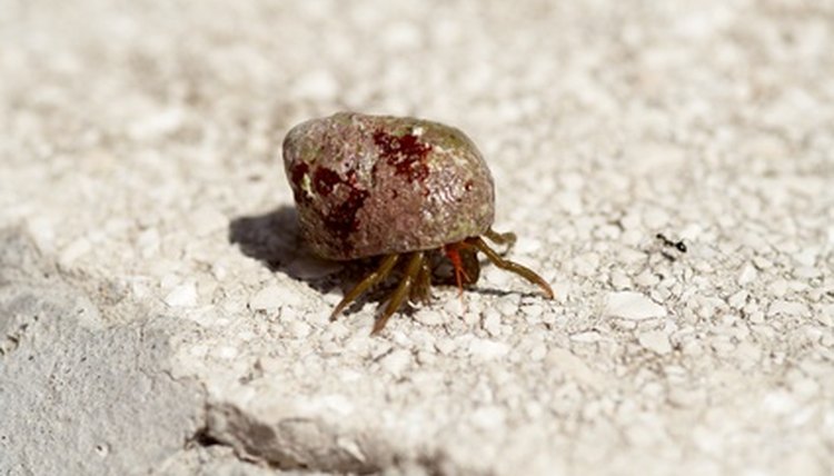 crab 01 image by Przemyslaw Koroza from Fotolia.com