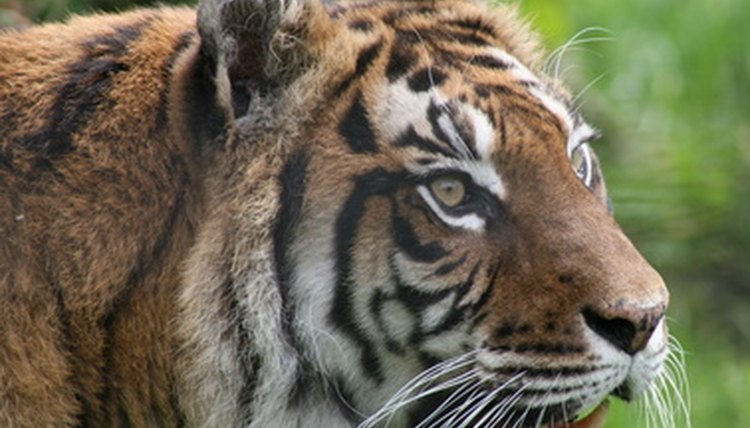 tiger image by Darren Ager from Fotolia.com