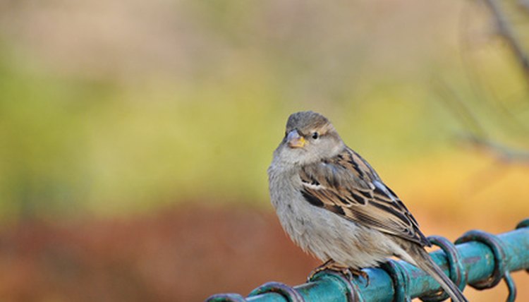 bird image by onciu valeriu from Fotolia.com