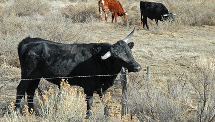 steer itch image by Mitchell Knapton from Fotolia.com