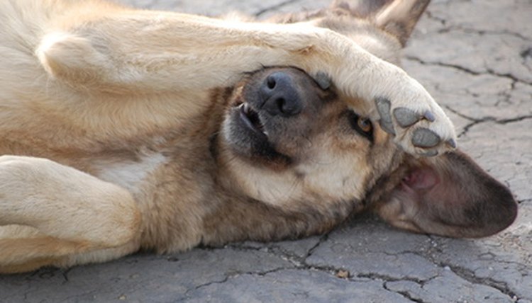dog image by Holtea Silviu from Fotolia.com