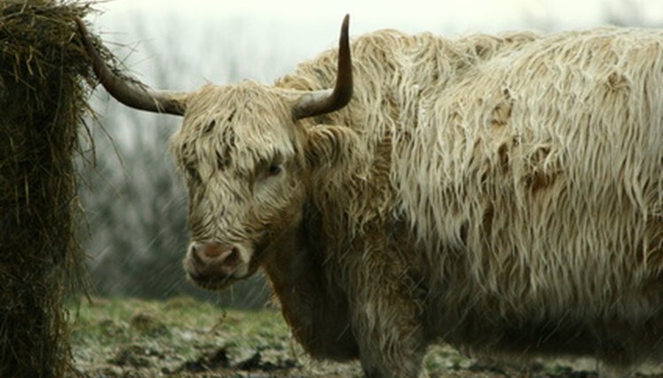 highland cow image by paul hampton from Fotolia.com