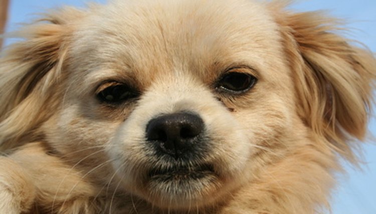 dog image by Bobi from Fotolia.com