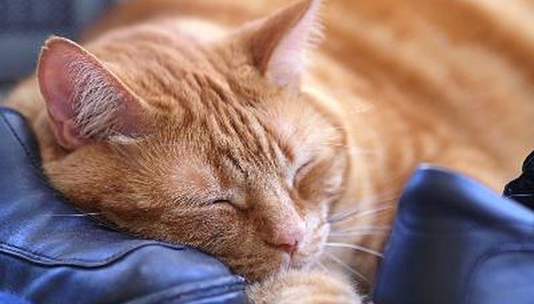 Tabby cat taking a cat nap on a pair of shoes image by mario beauregard from Fotolia.com