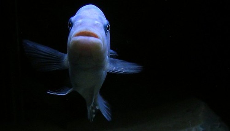 Image by Flickr.com, courtesy of Lee Nachtigal