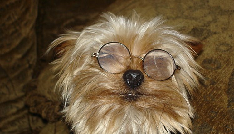 Image by Flickr.com, courtesy of stevegatto2