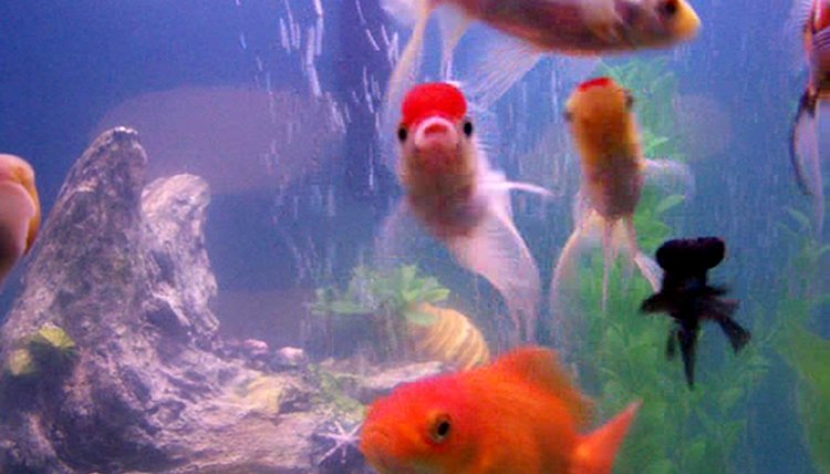 Image by Flickr.com, courtesy of Jelene Morris