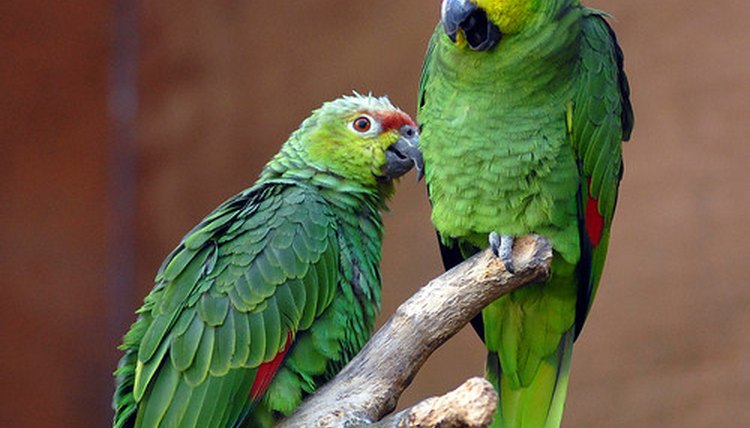 Image by Flickr.com, courtesy of Steve Wilson
