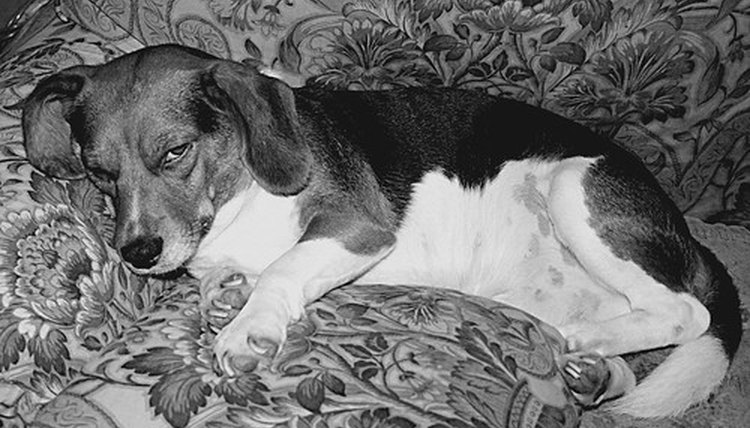 Image by Flickr.com, courtesy of Faith Goble