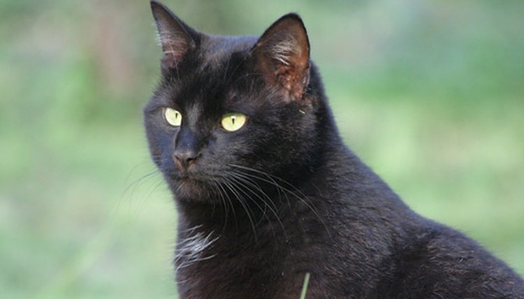 Image by Flickr.com, courtesy of Alessandro Valli