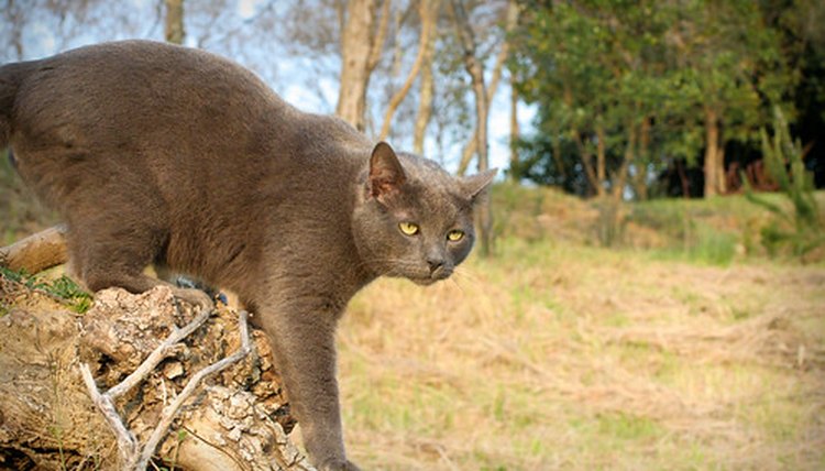 Image by Flickr.com, courtesy of Alessandro Valli