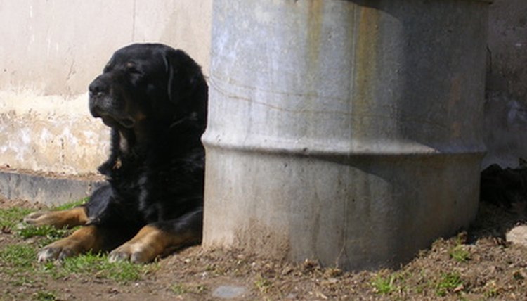 dog image by martini from Fotolia.com