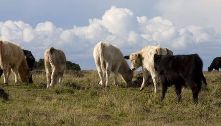 cows in field image by Aaron Kohr from Fotolia.com