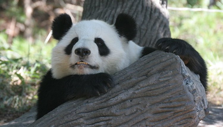 Why Are Giant Pandas Important