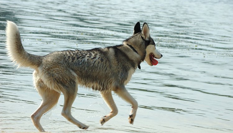 husky dog on the beach image by Alx from Fotolia.com