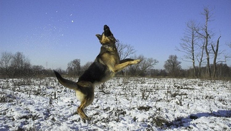 dog image by Joanna Redesiuk from Fotolia.com