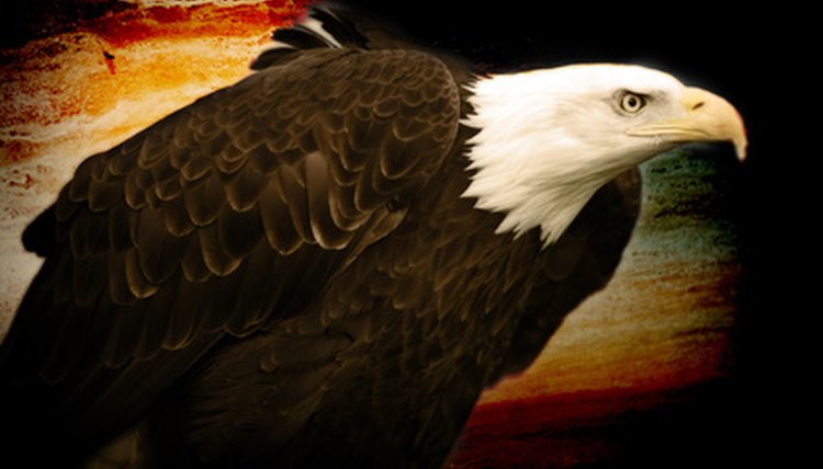 eagle image by Mat Hayward from Fotolia.com
