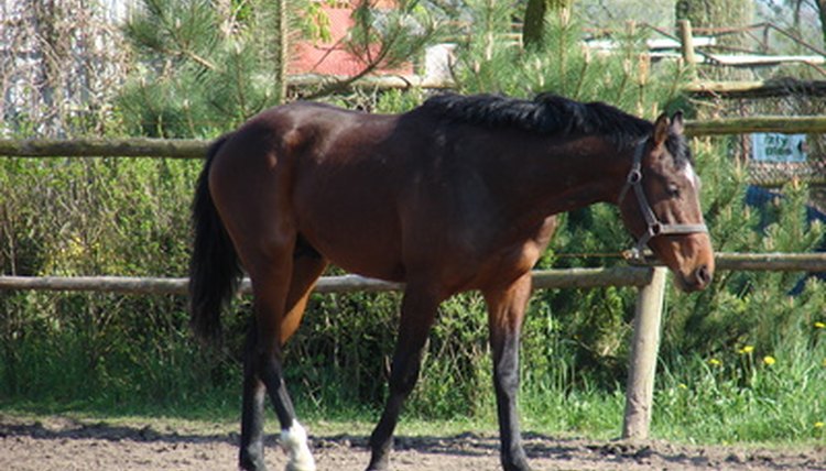 horse image by Katarzyna Szura from Fotolia.com