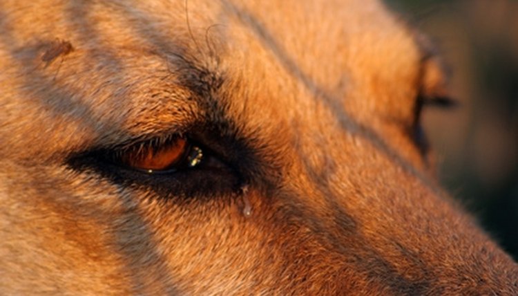 dog eye image by Kavita from Fotolia.com