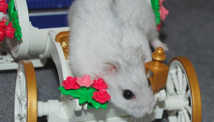 hamster image by claudiameyer from Fotolia.com