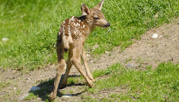 fawn image by apeschi from Fotolia.com