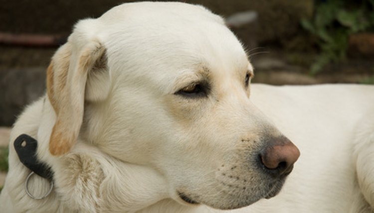 labrador dog image by muro from Fotolia.com