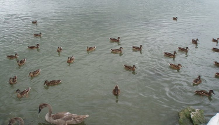 Ducks image by FaithBuffy from Fotolia.com