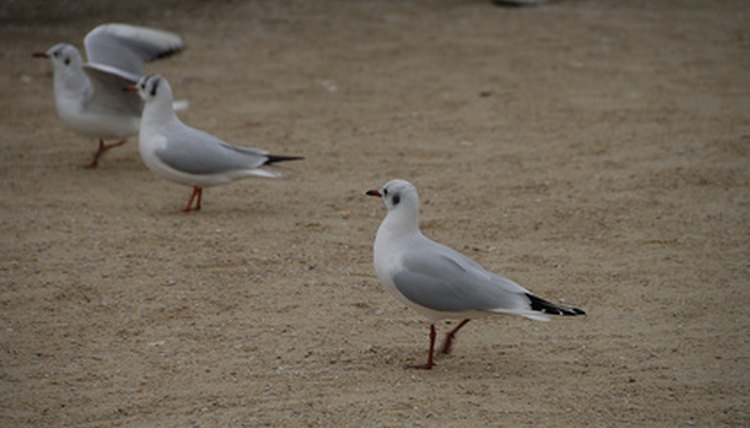 birds image by apeschi from Fotolia.com