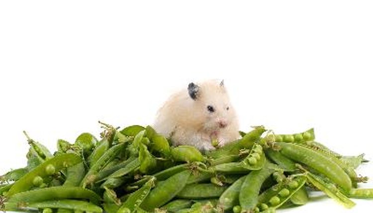 hamster and peas image by Vedmochka from Fotolia.com