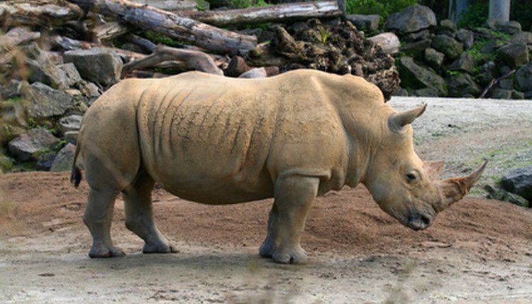 rhinoceros image by Xavier MARCHANT from Fotolia.com